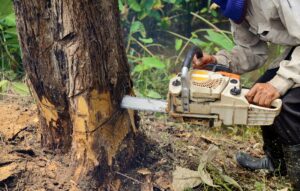 Tree Removal Lancaster California