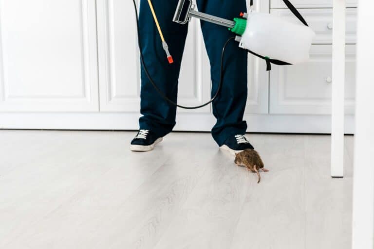 cropped view of exterminator standing near rat on floor